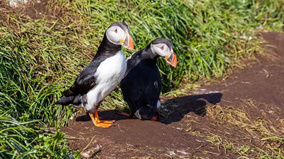 Puffins in Iceland