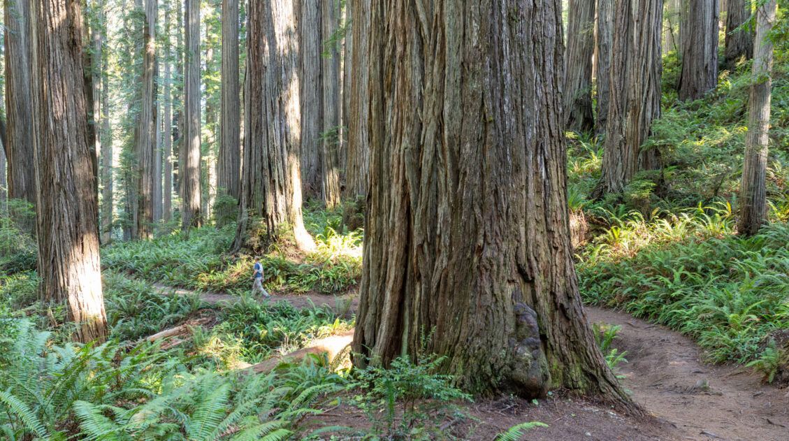Redwoods National Park Jedediah Smith
